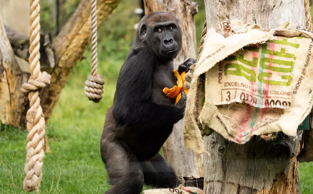 Western lowland gorilla Gernot enjoys a Halloween treat ahead of Boo at the Zoo celebrations at London Zoo 