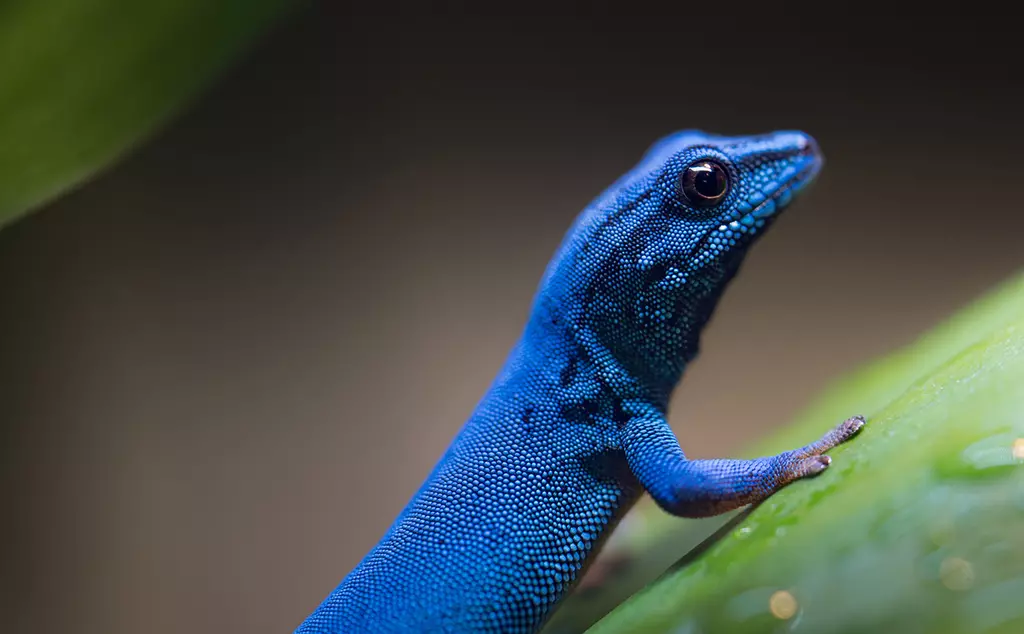 An electric blue gecko sitting on a leaf