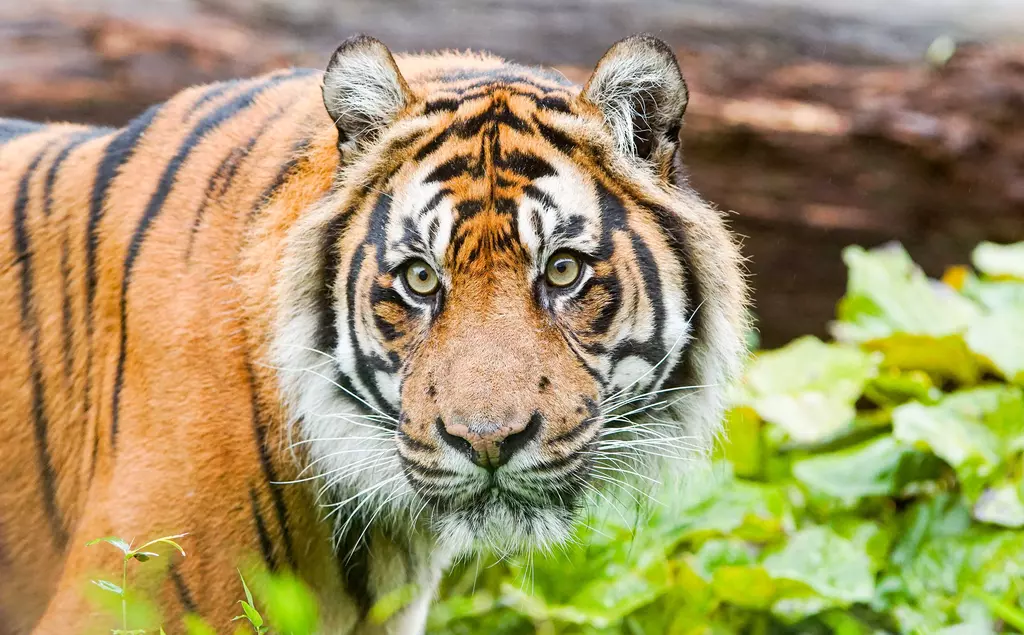 Sumatran tiger