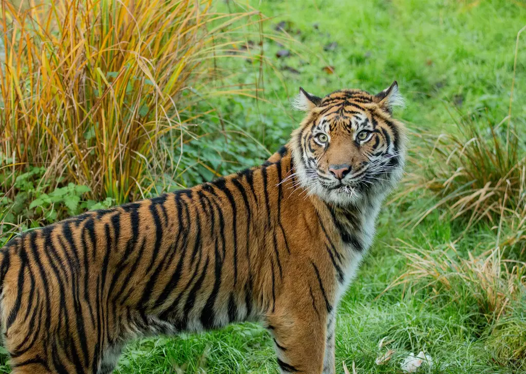Tiger Territory | London Zoo Tiger Territory | London Zoo