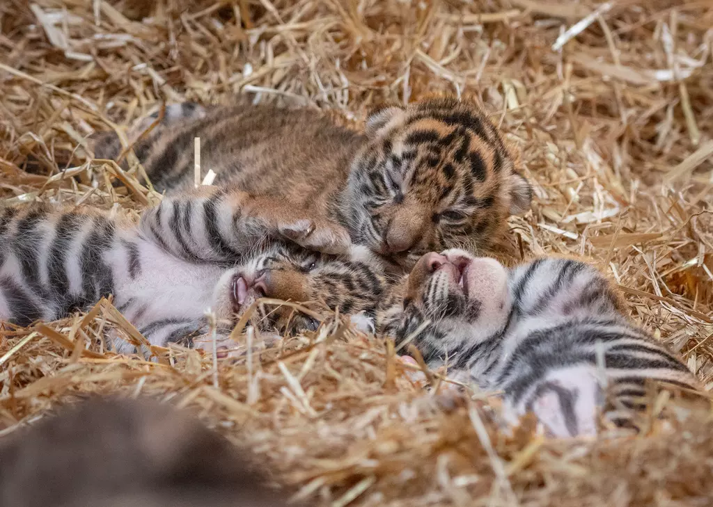 Sumatran tigers born at London Zoo