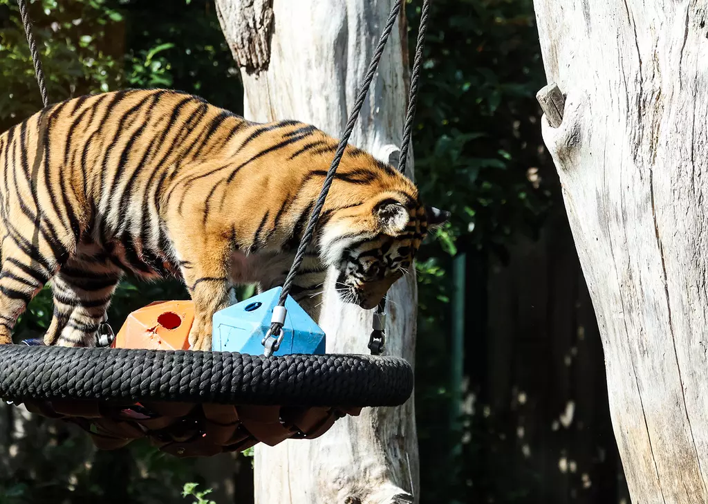 Endangered tiger cubs enjoy water fight during lockdown