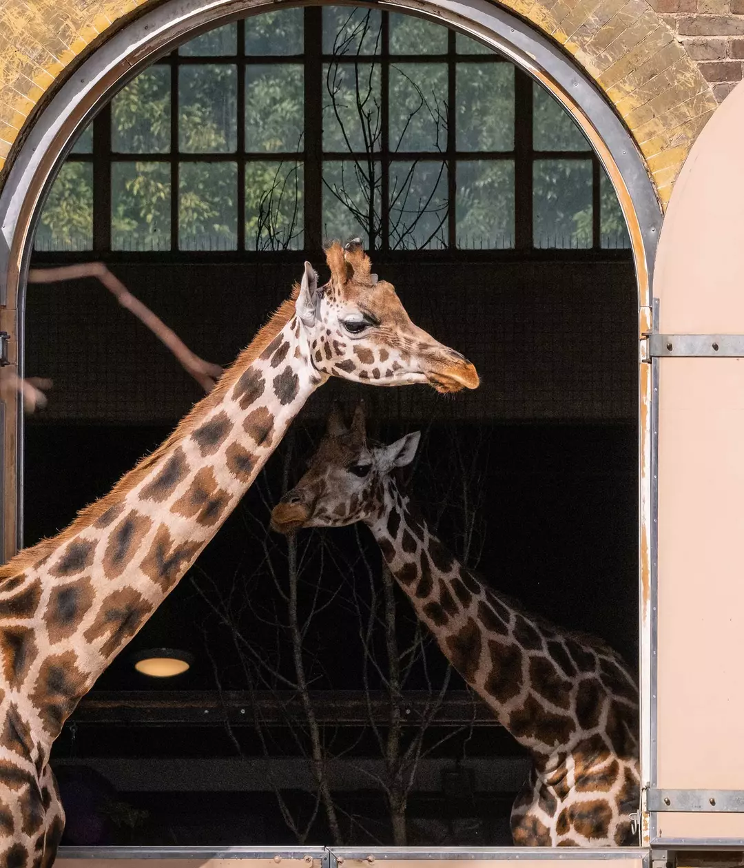 Giraffe | London Zoo