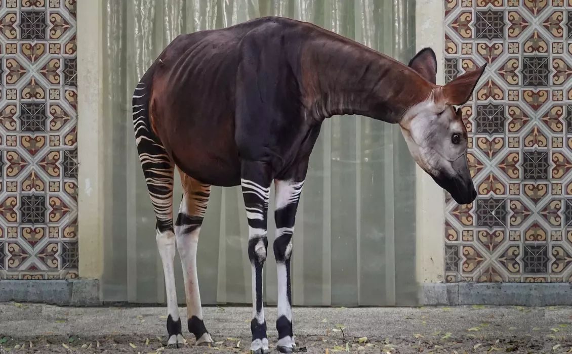 Okapi | London Zoo