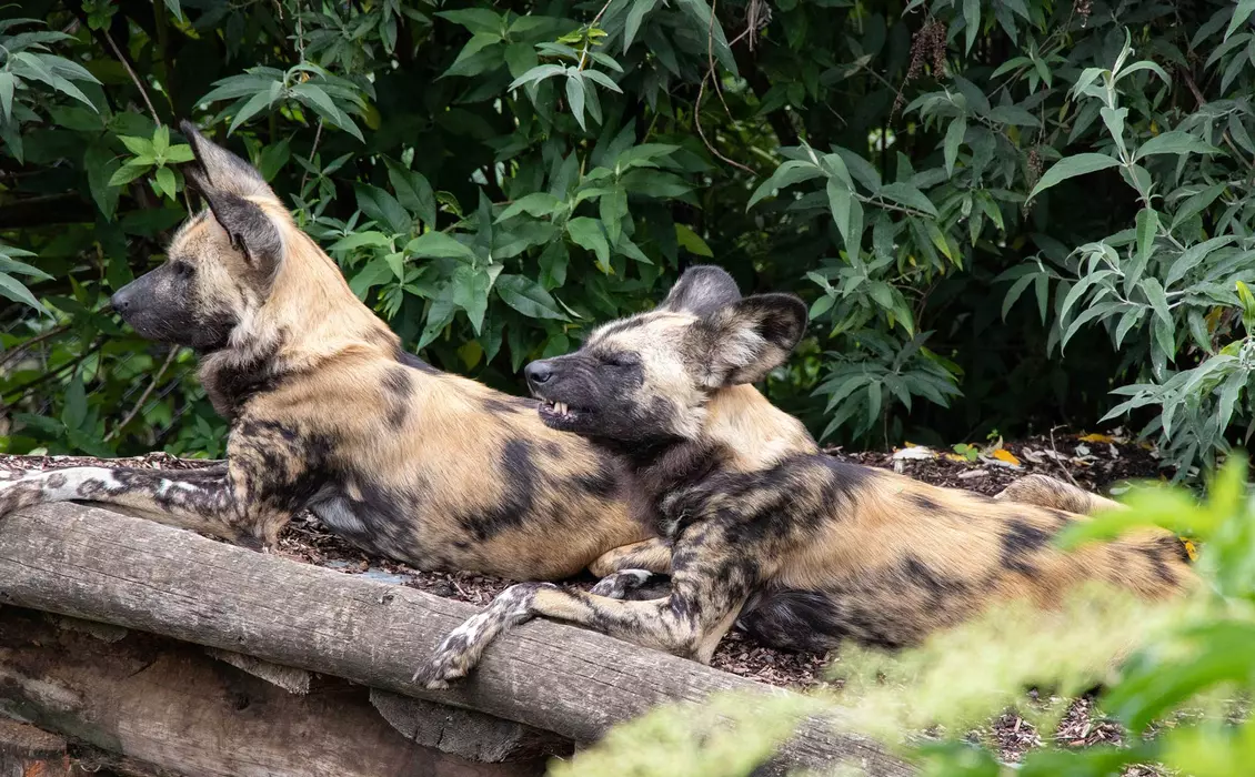 African wild dog | London Zoo