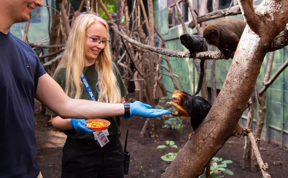 Meet the Monkeys | London Zoo