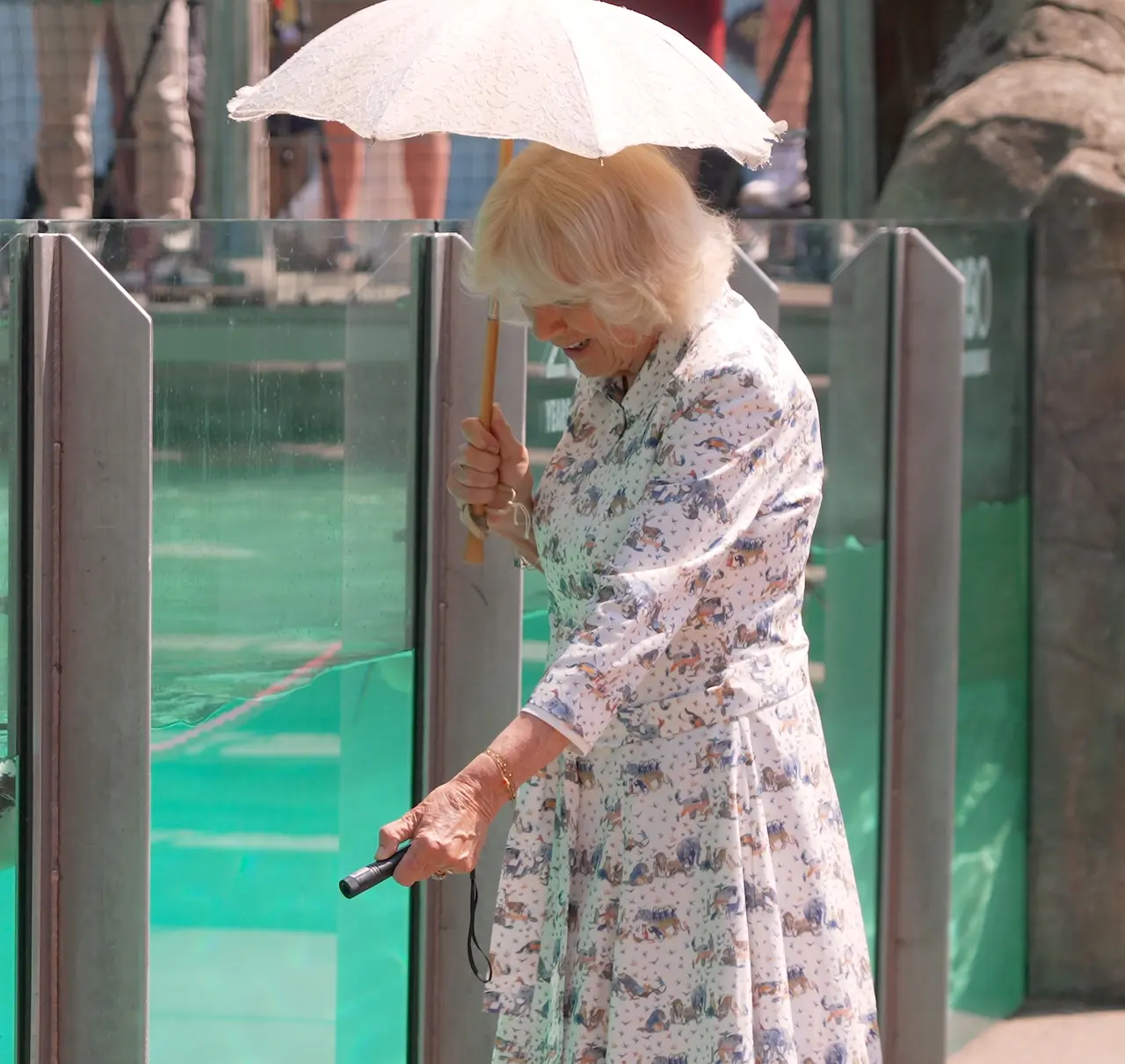 Her Majesty Queen Camilla provides laser pointer enrichment for penguins on penguin beach
