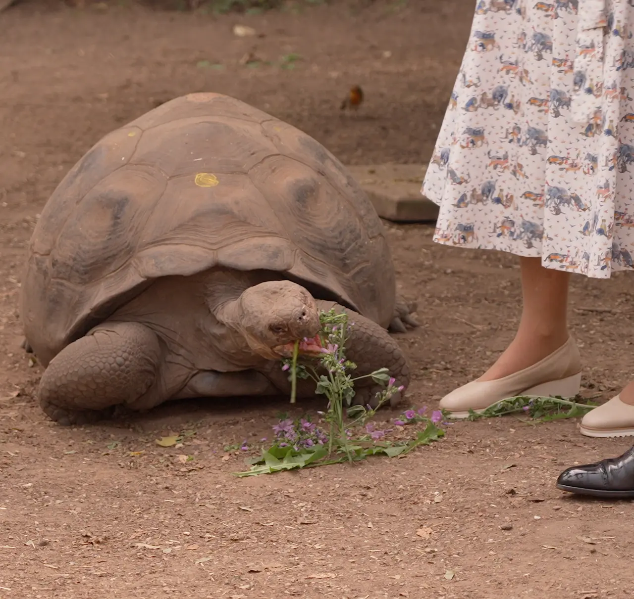 Molly the galapagos tortoise eating next to HRMs feet