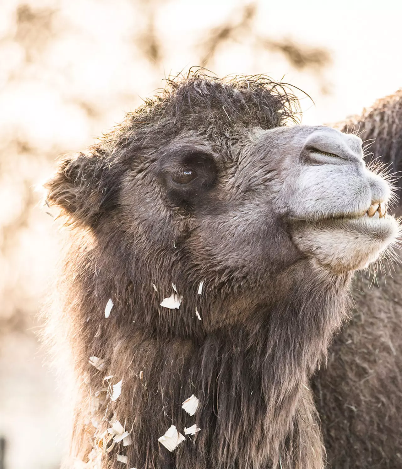 Domestic Bactrian Camel | London Zoo