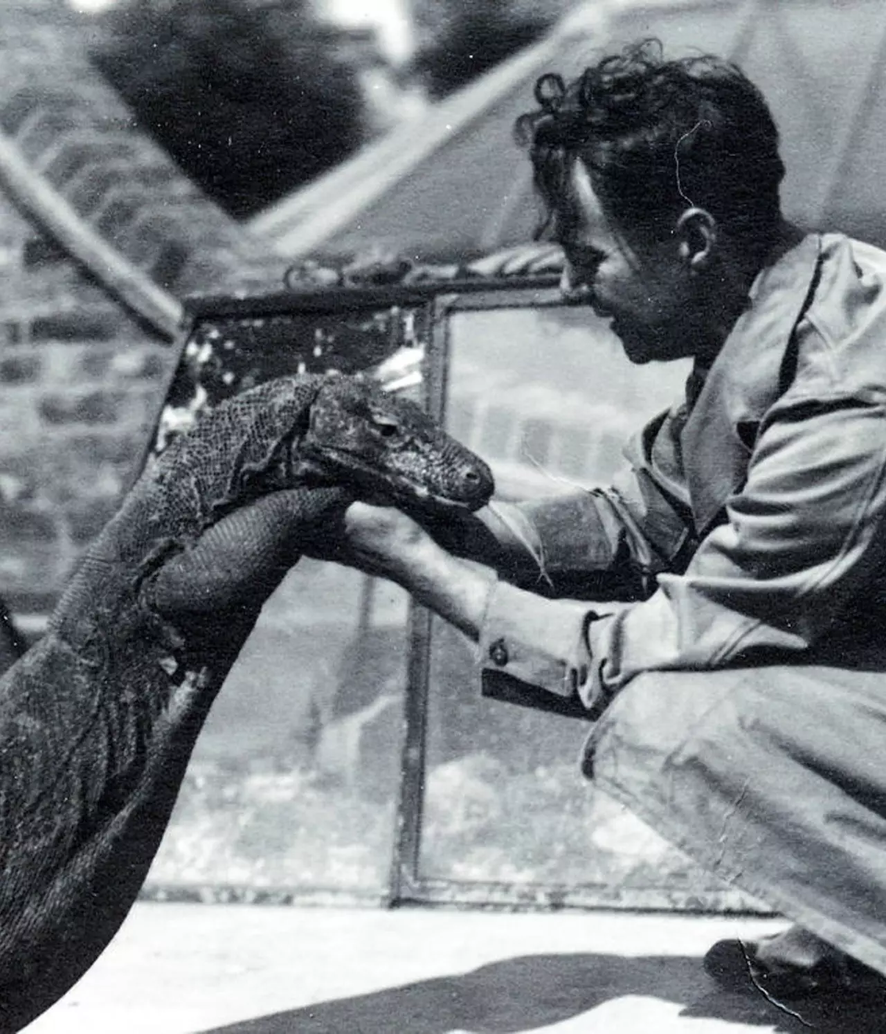 zoo animals during world war 2