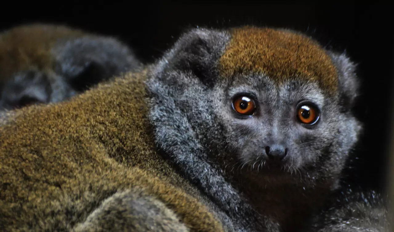 Alaotran Gentle Lemur