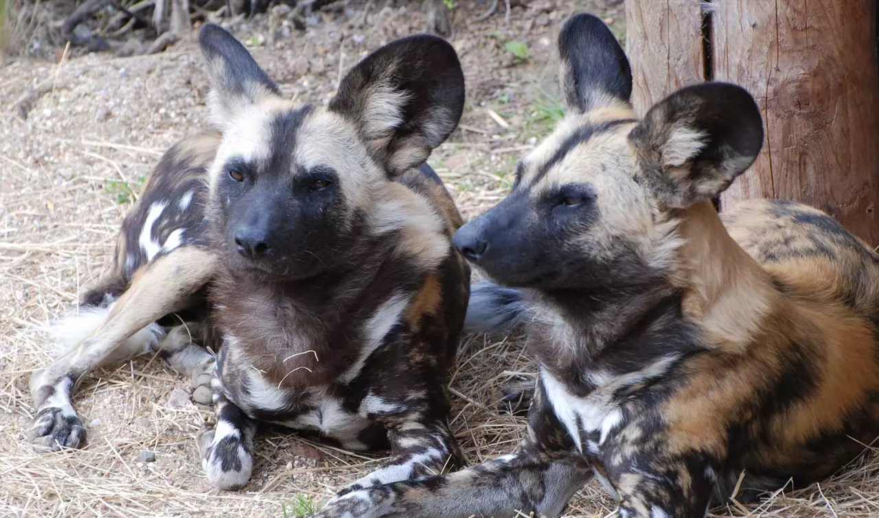 Pair of African wild dogs sitting