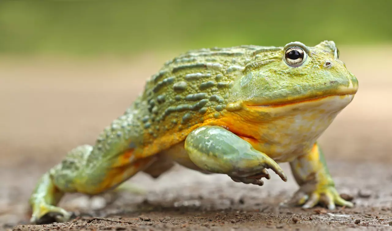 Pyxicephalus adspersus