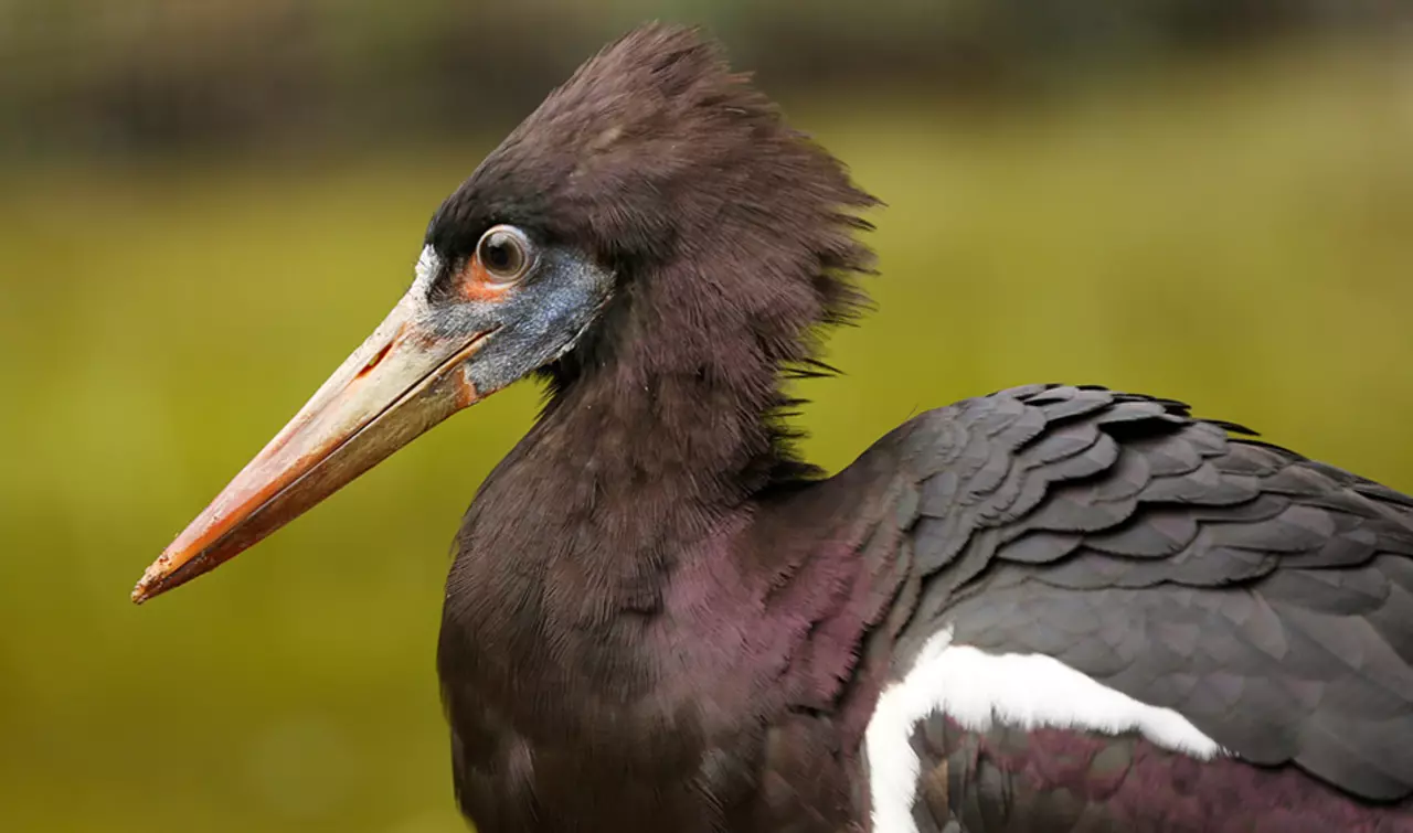 Abdim's stork at London Zoo