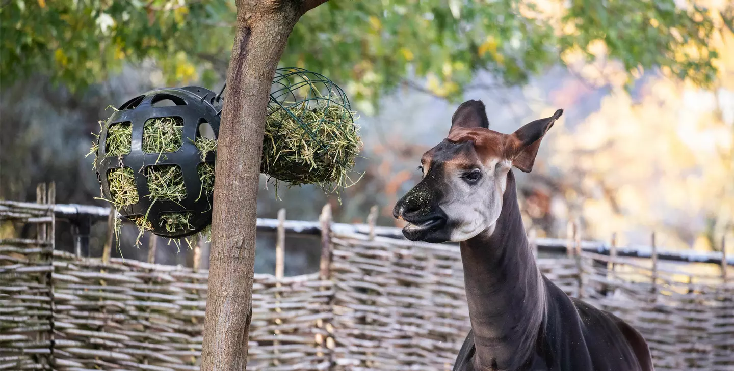 Okapi | London Zoo