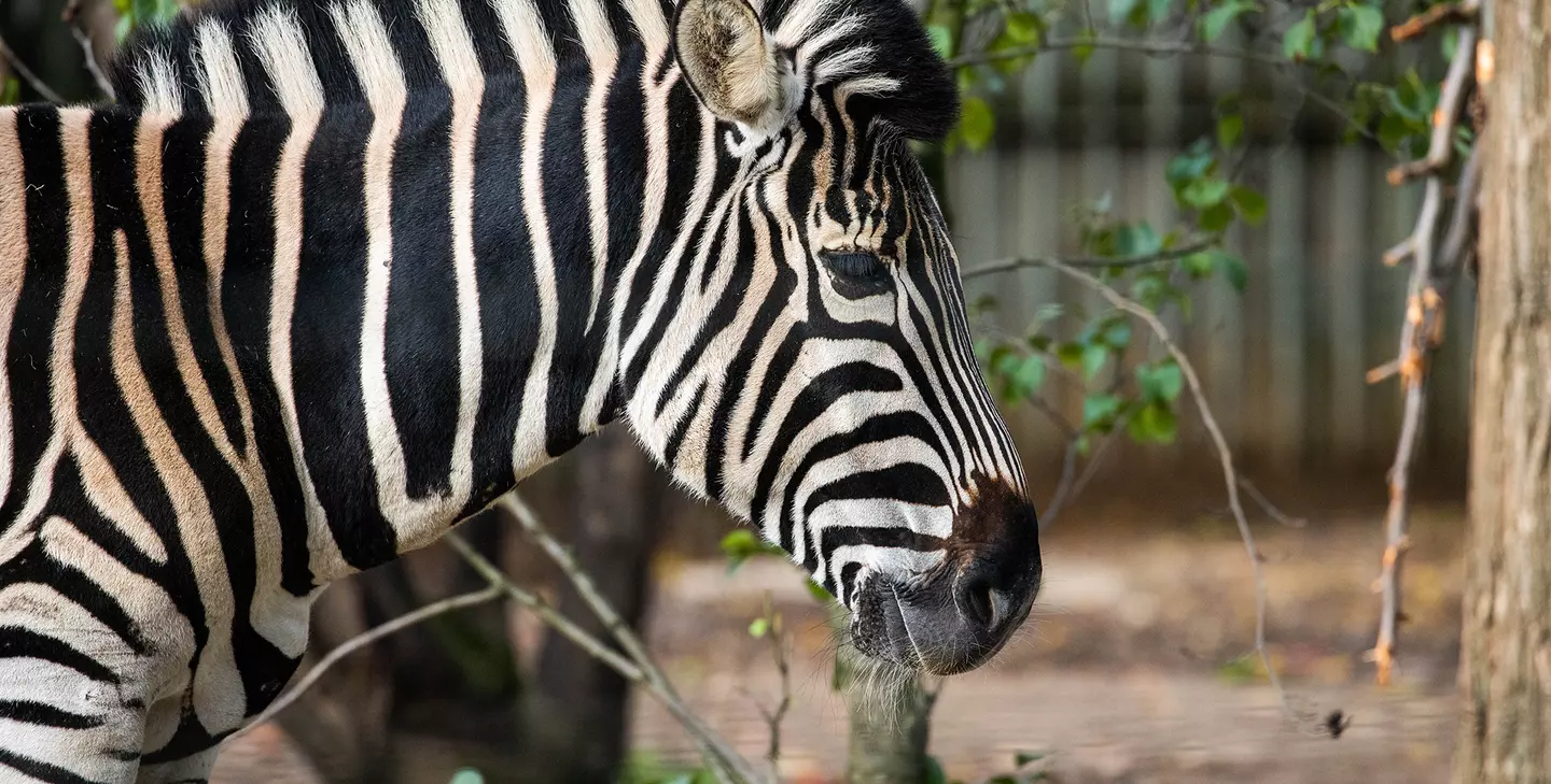 10 things you didn't know about zebras | London Zoo