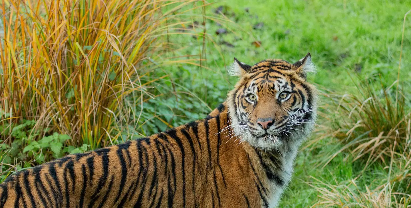 Tiger Territory | London Zoo