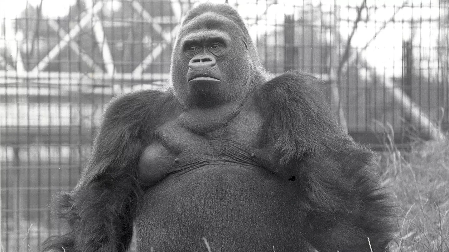 Famous animals | London Zoo Famous animals | London Zoo