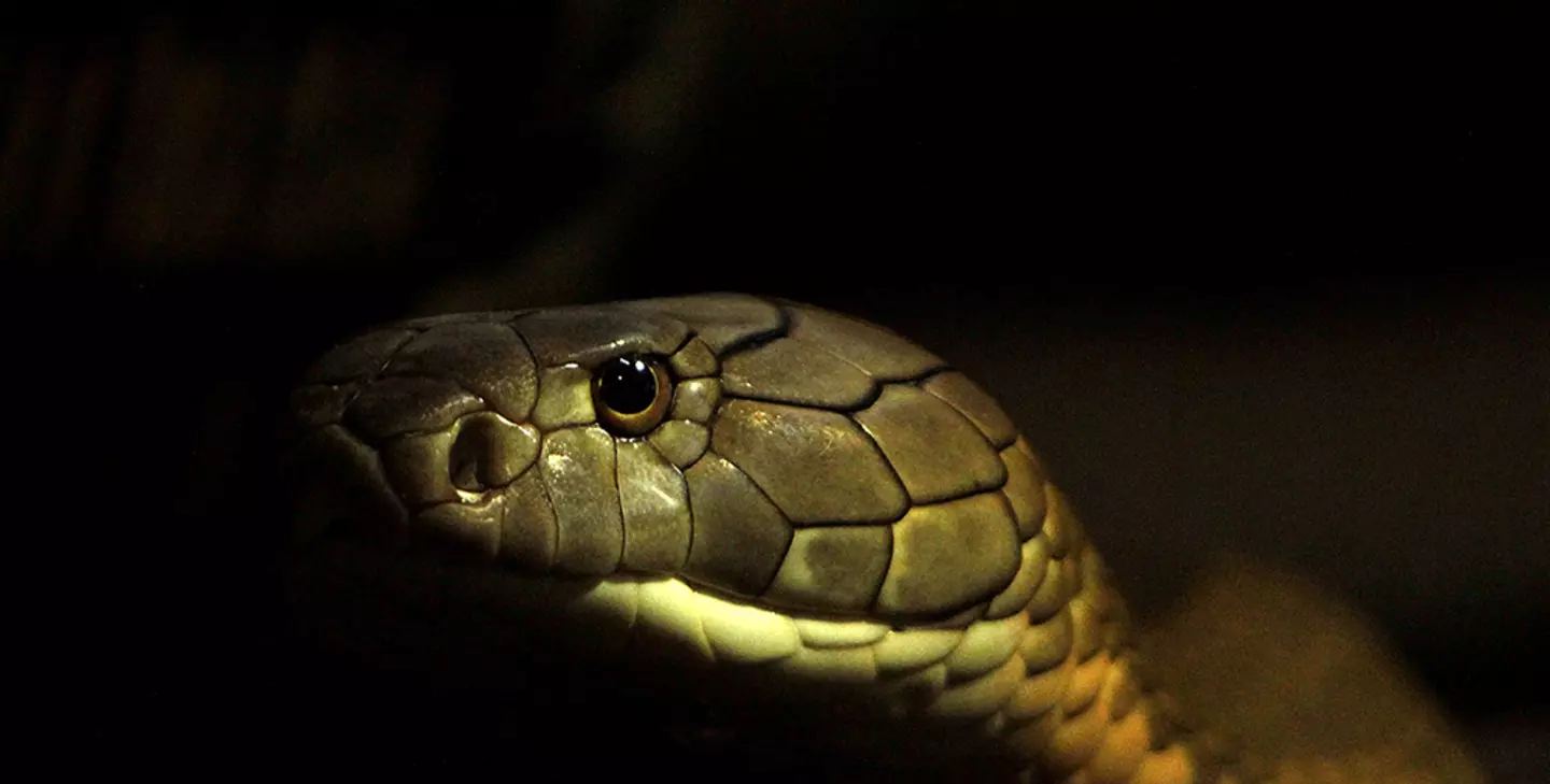 king cobra snake