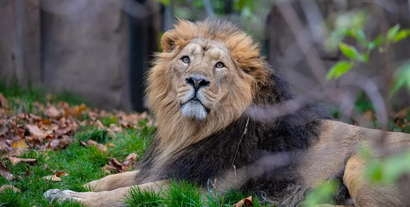Asiatic lions | London Zoo