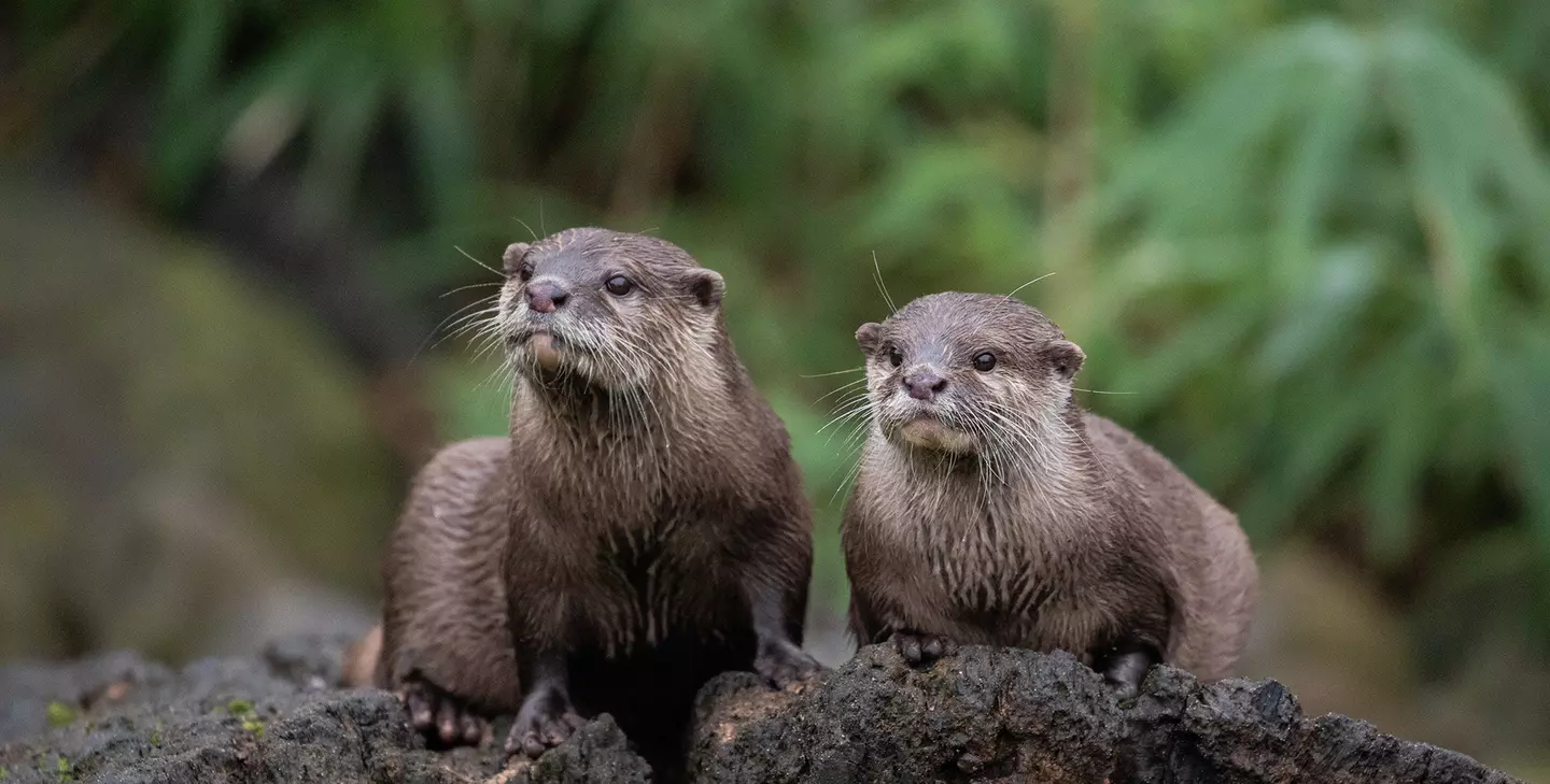Asian short-clawed otters | London Zoo