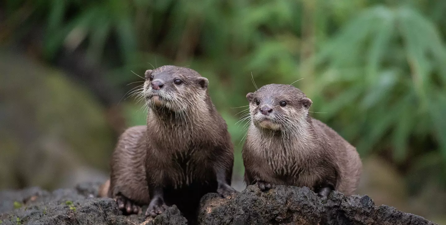 Asian short-clawed otters | London Zoo Asian short-clawed otters | London Zoo
