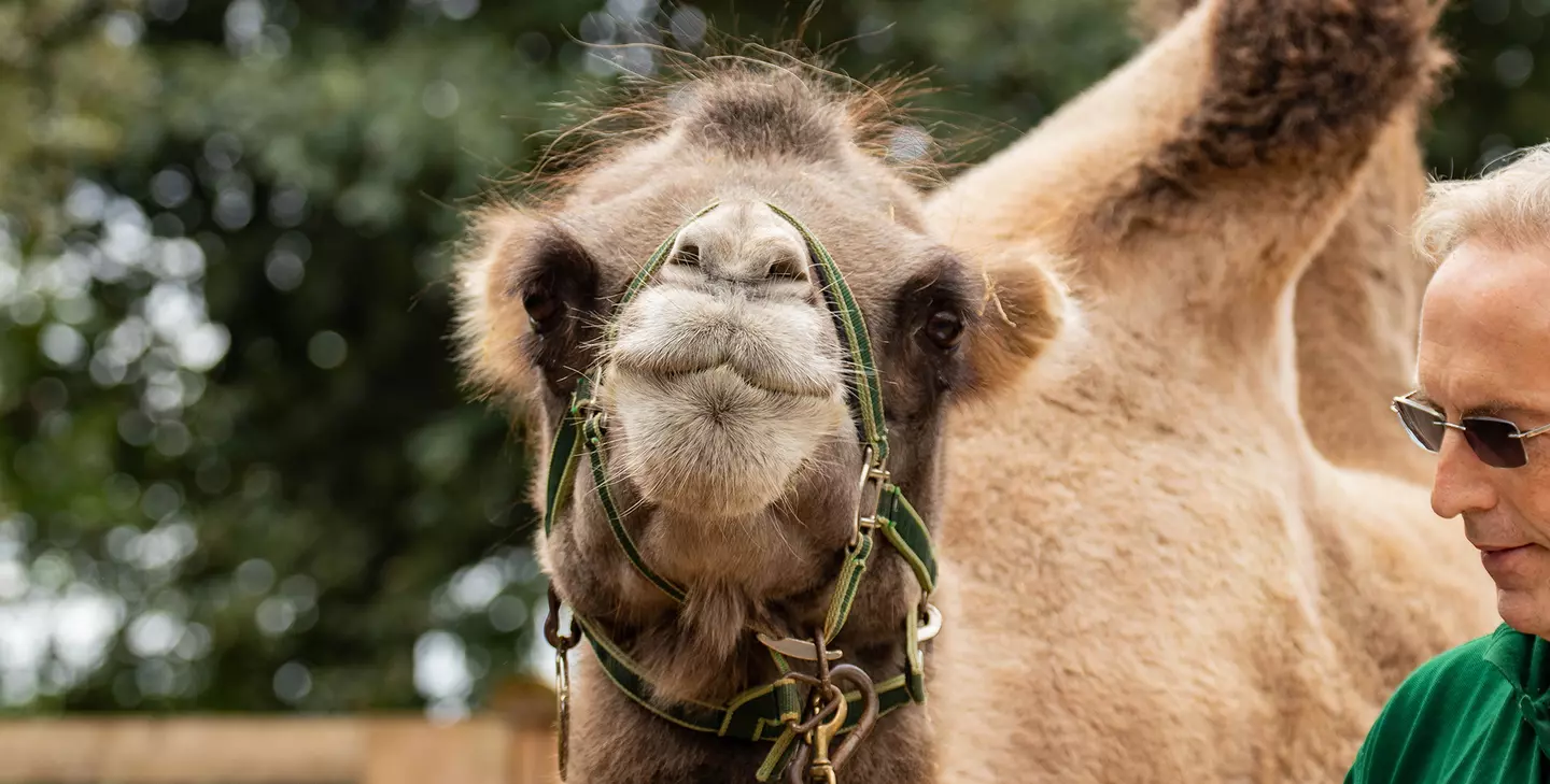 Join Noemie the camel as she explores the Zoo! | London Zoo Join Noemie the camel as she explores the Zoo! | London Zoo