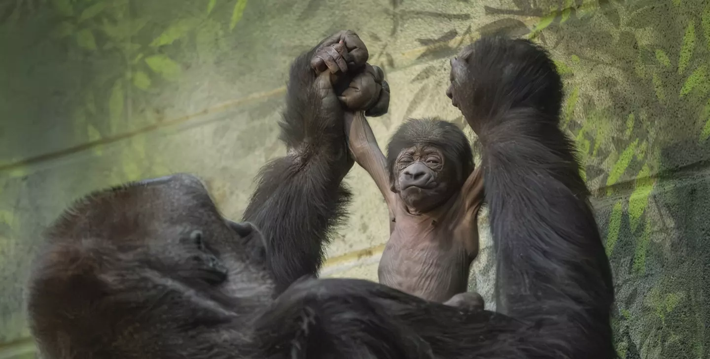 Critically endangered gorilla born at London Zoo | London Zoo