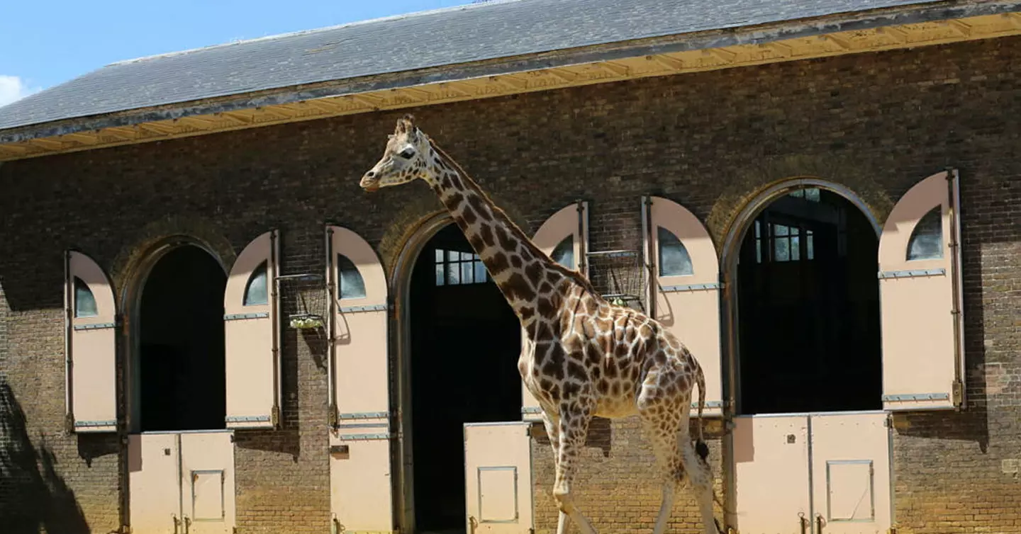 Giraffe house history | London Zoo