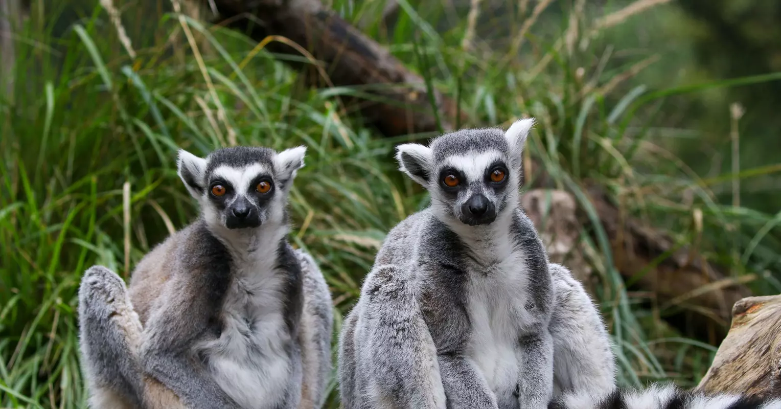 In with the Lemurs | London Zoo In with the Lemurs | London Zoo