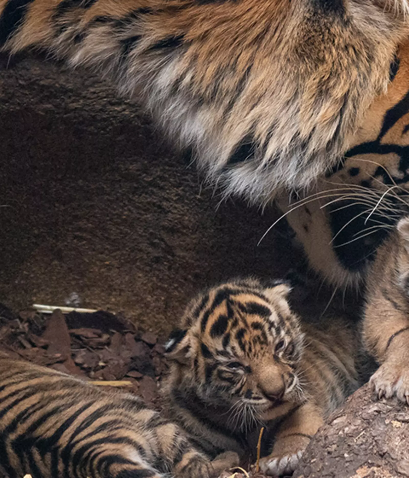 calgary zoo tiger cubs