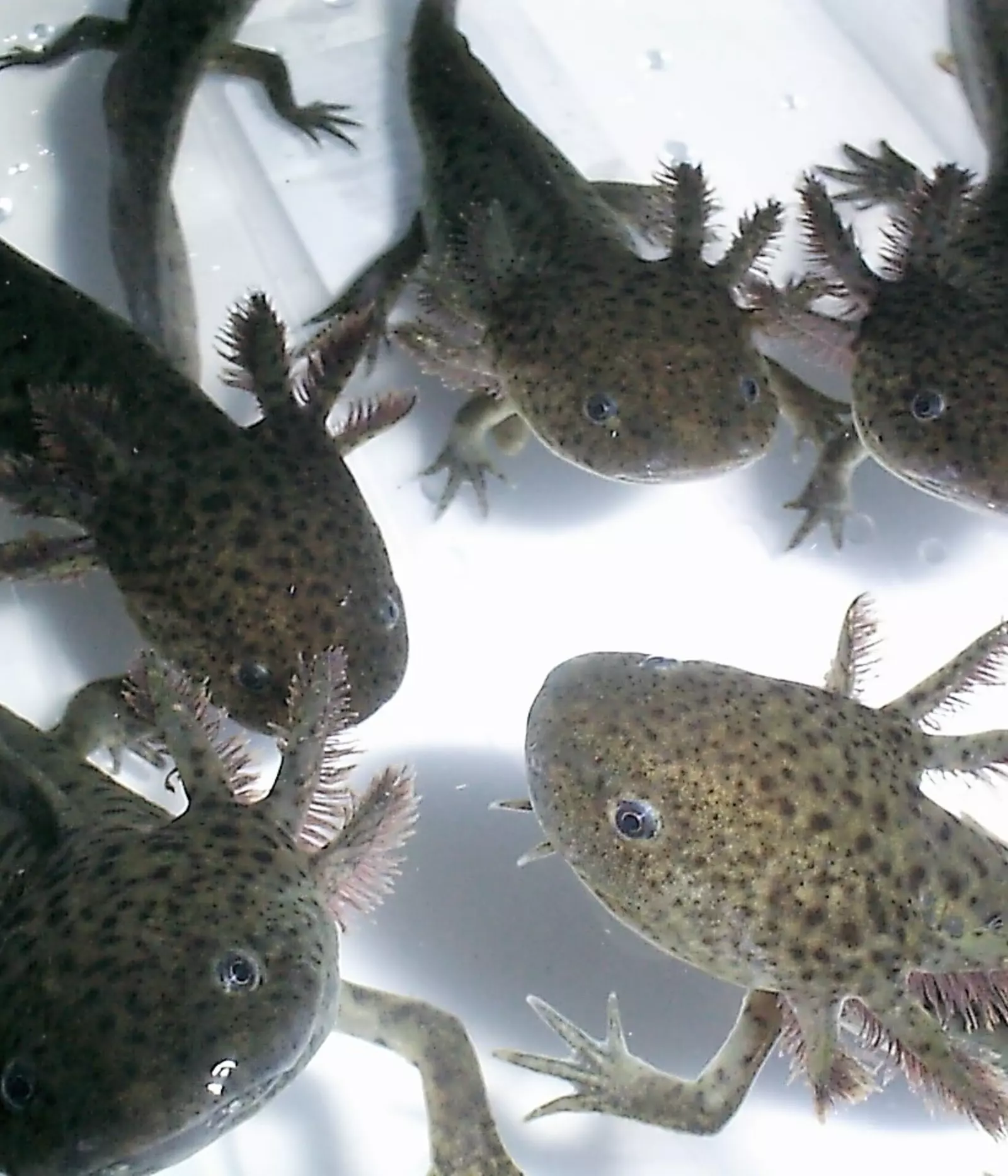 Axolotl | London Zoo