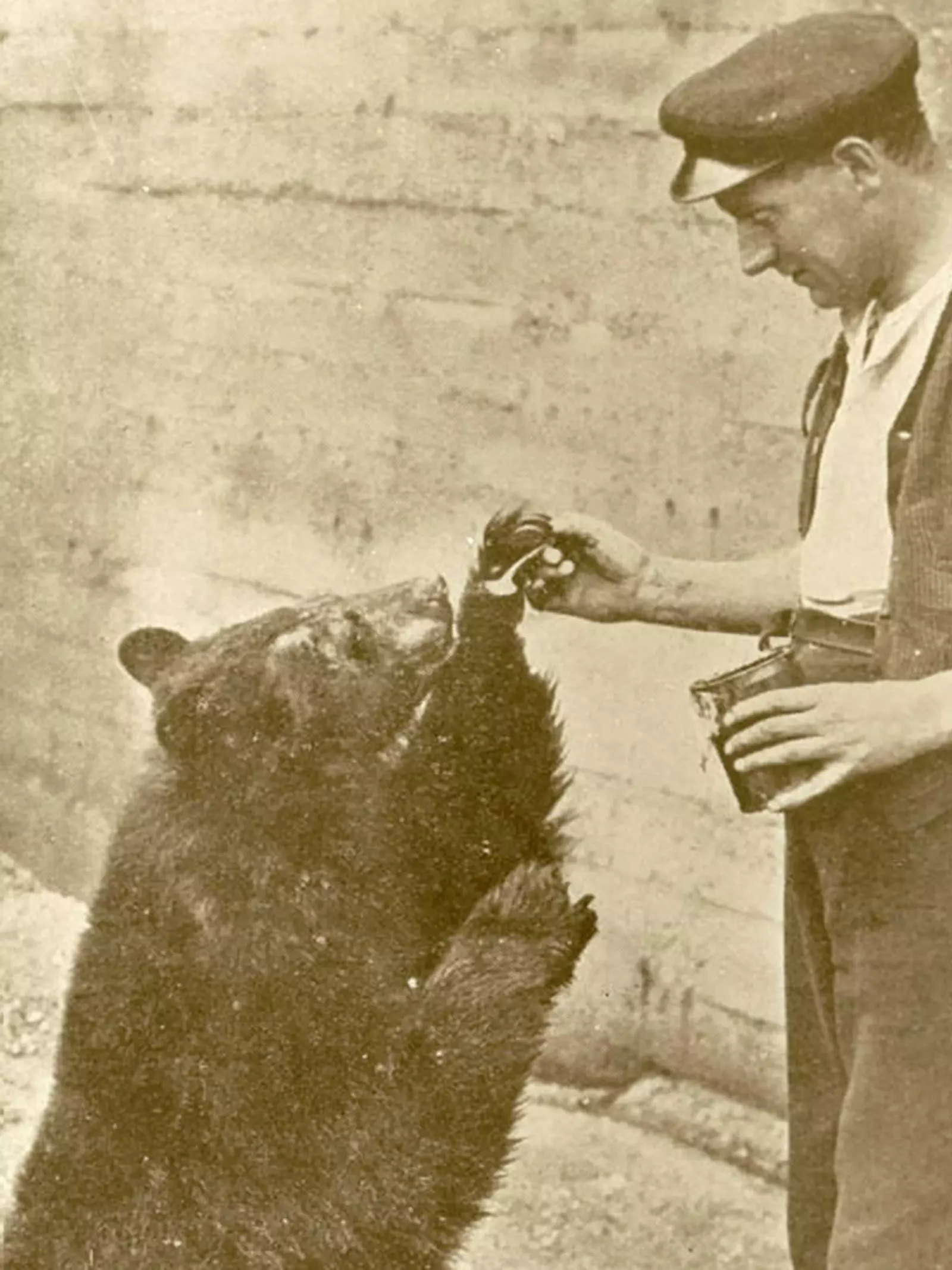Winnie the bear at London Zoo which inspired Winnie the Pooh