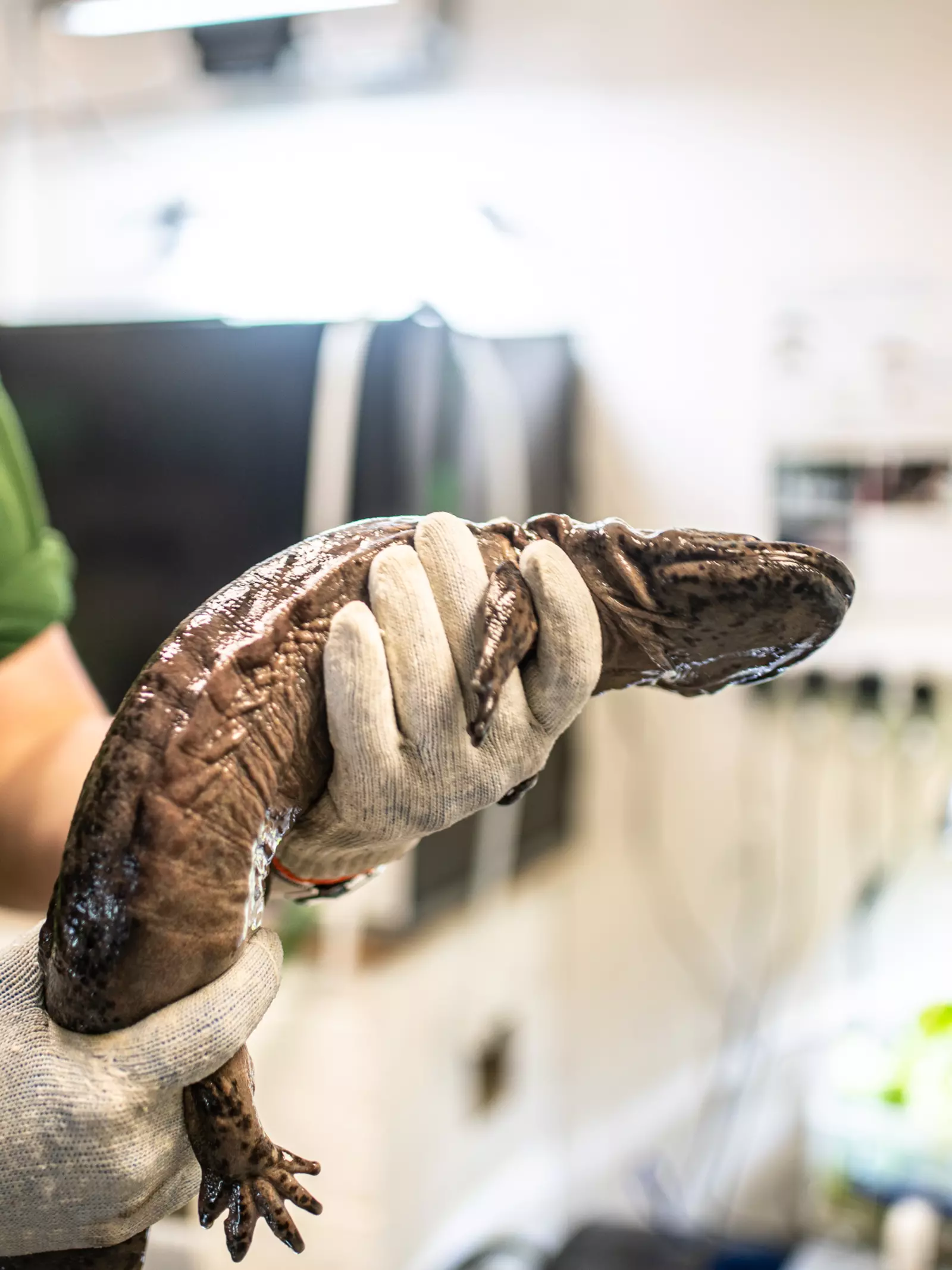 Chinese giant salamander being examined for health checks at London Zoo
