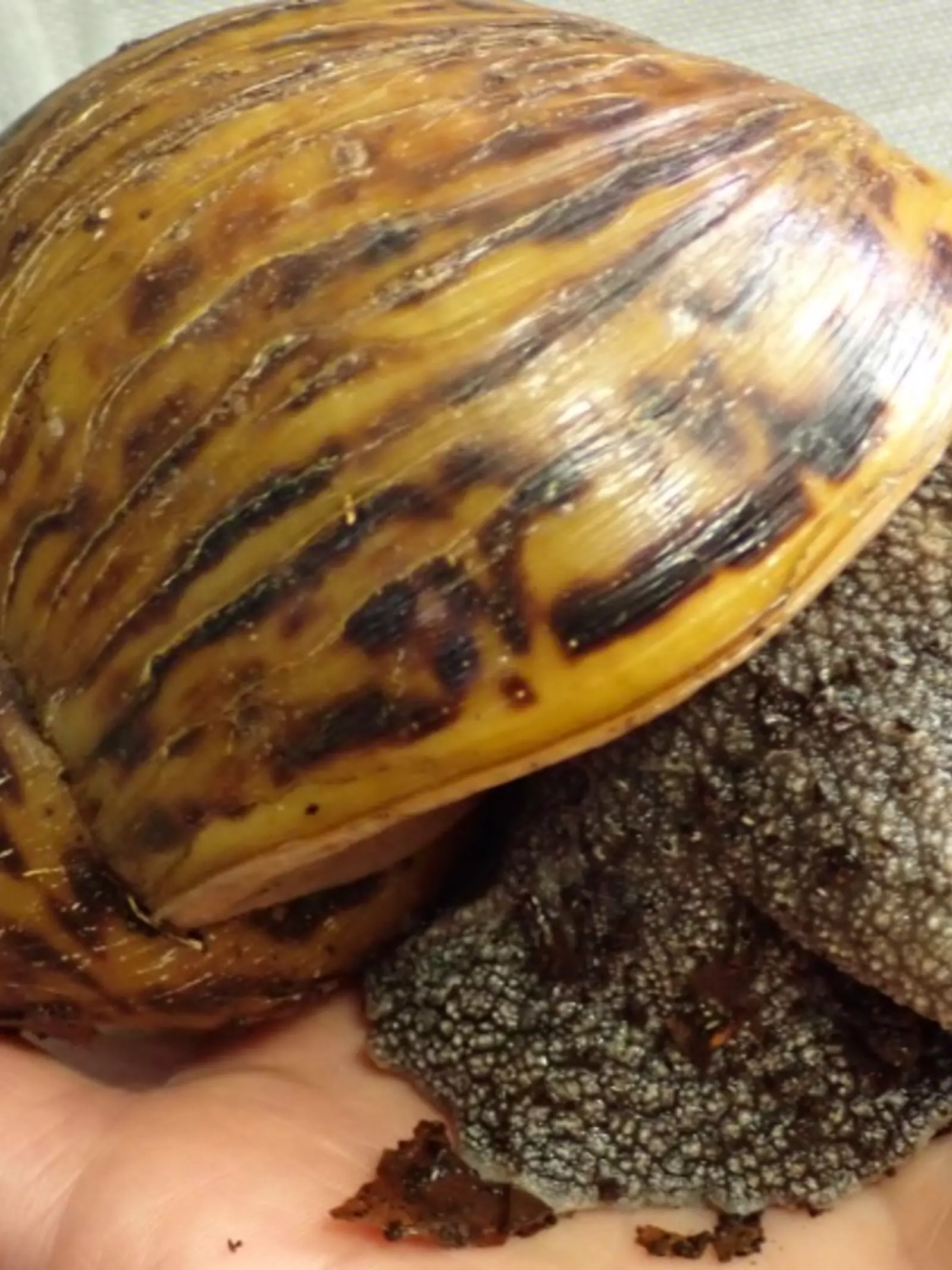 Giant African land snail on someone's hand