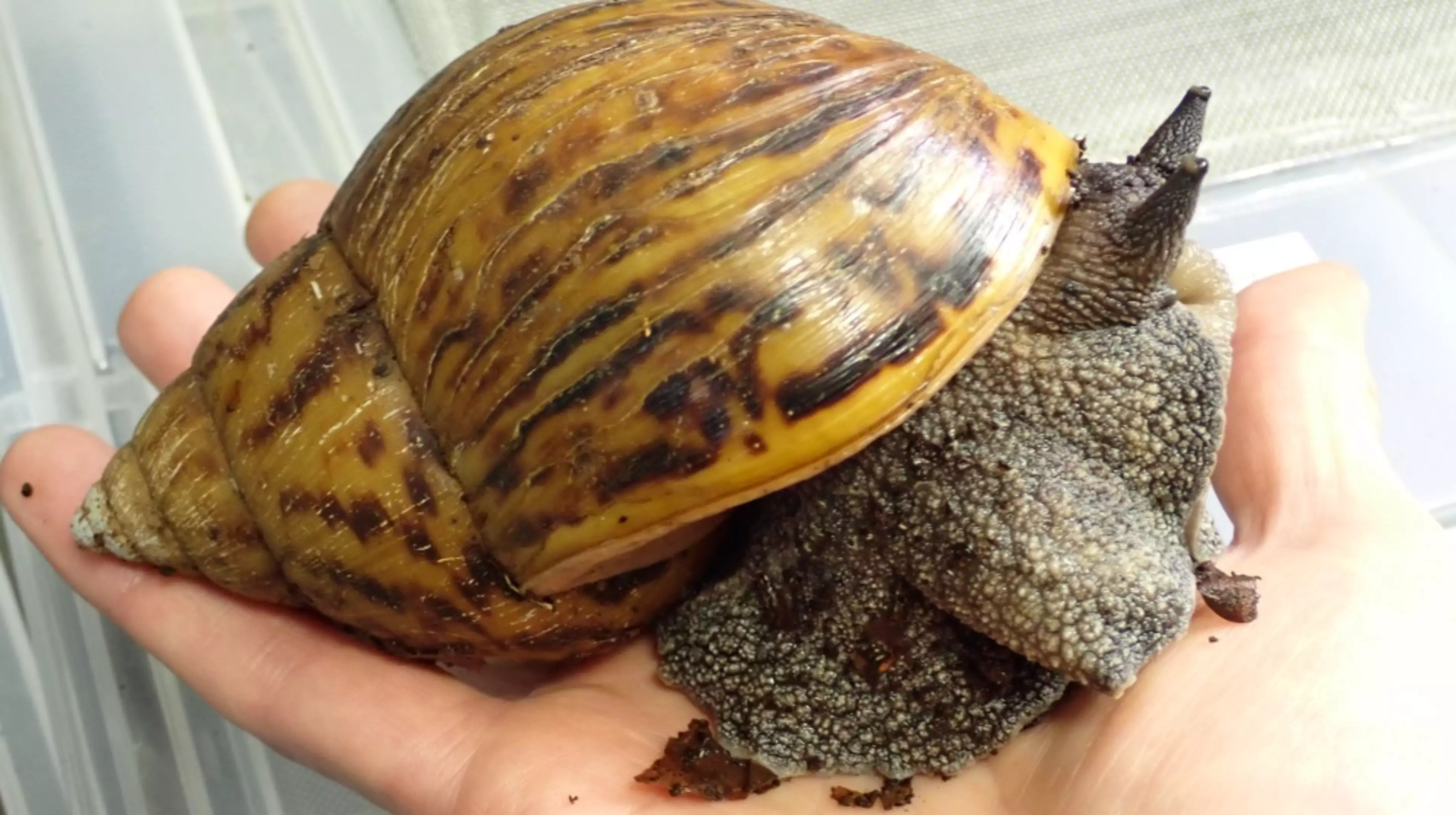 Giant African land snail on someone's hand