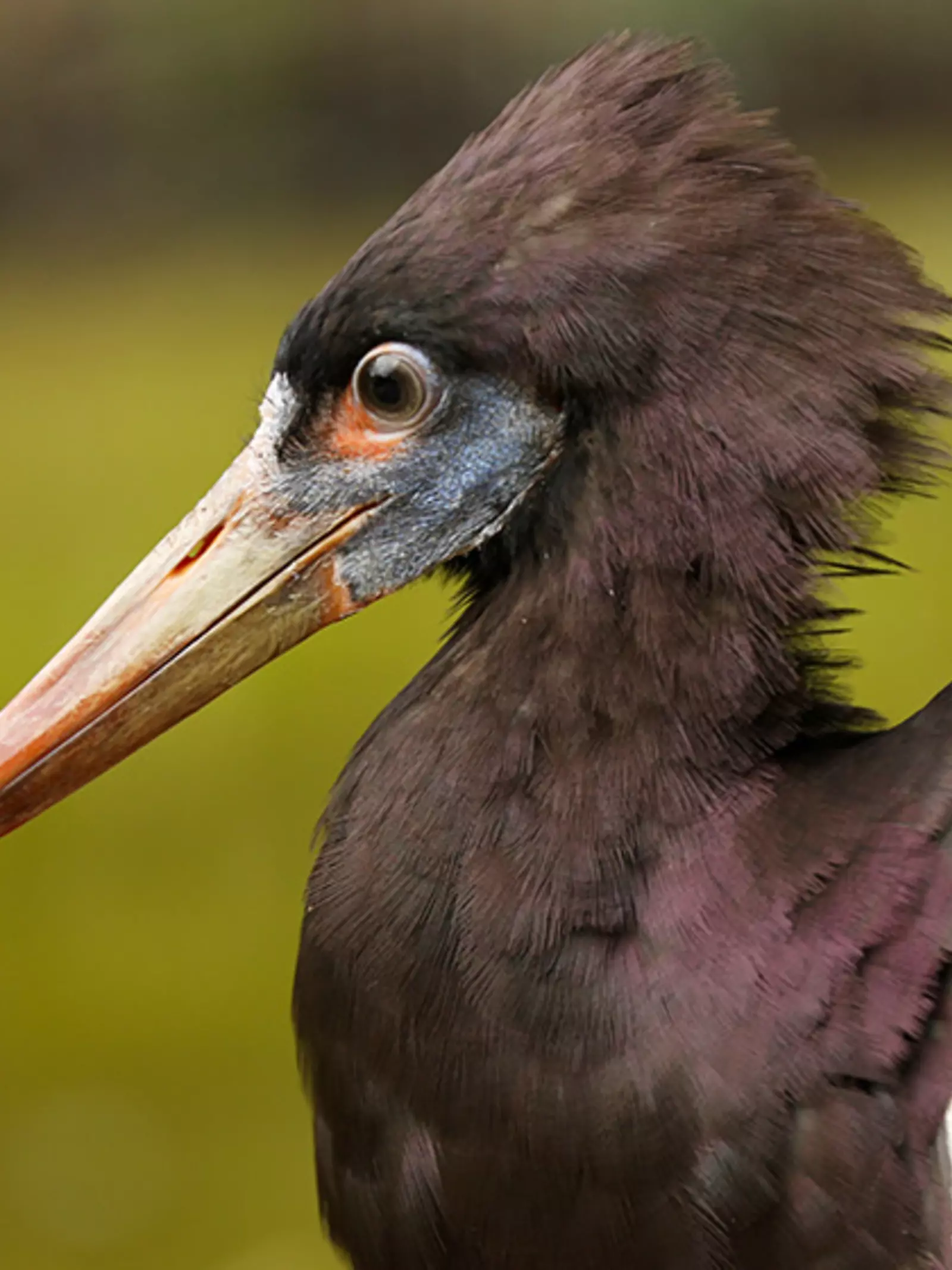 Abdim's stork
