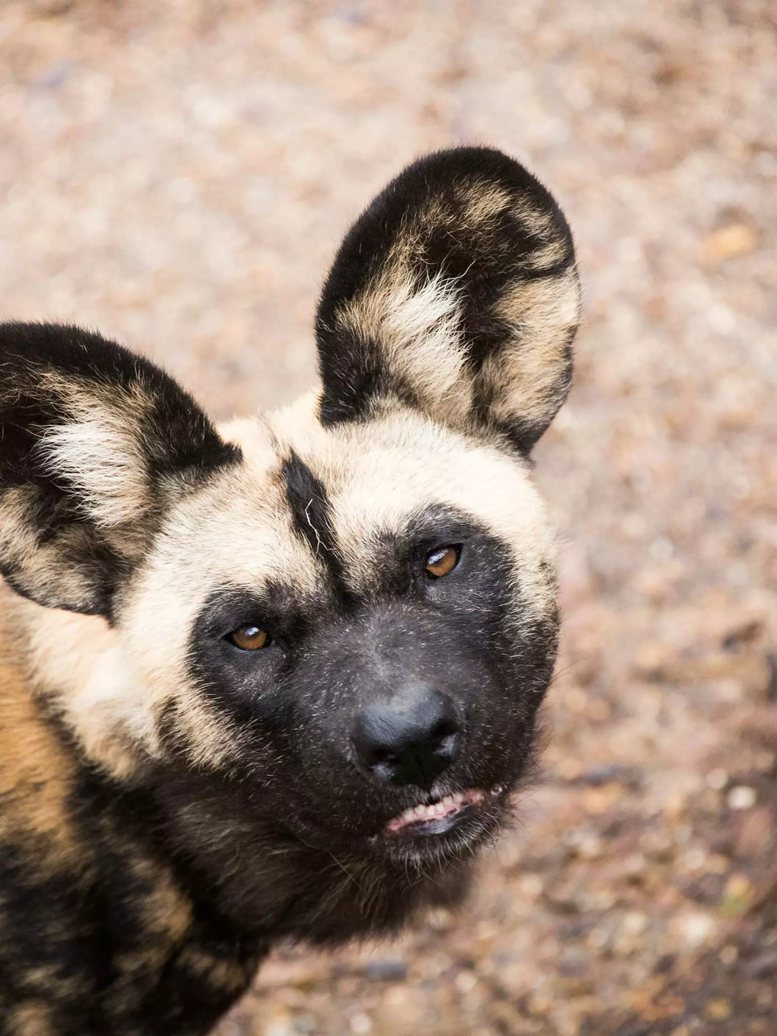 African wild dog at London Zoo looking up