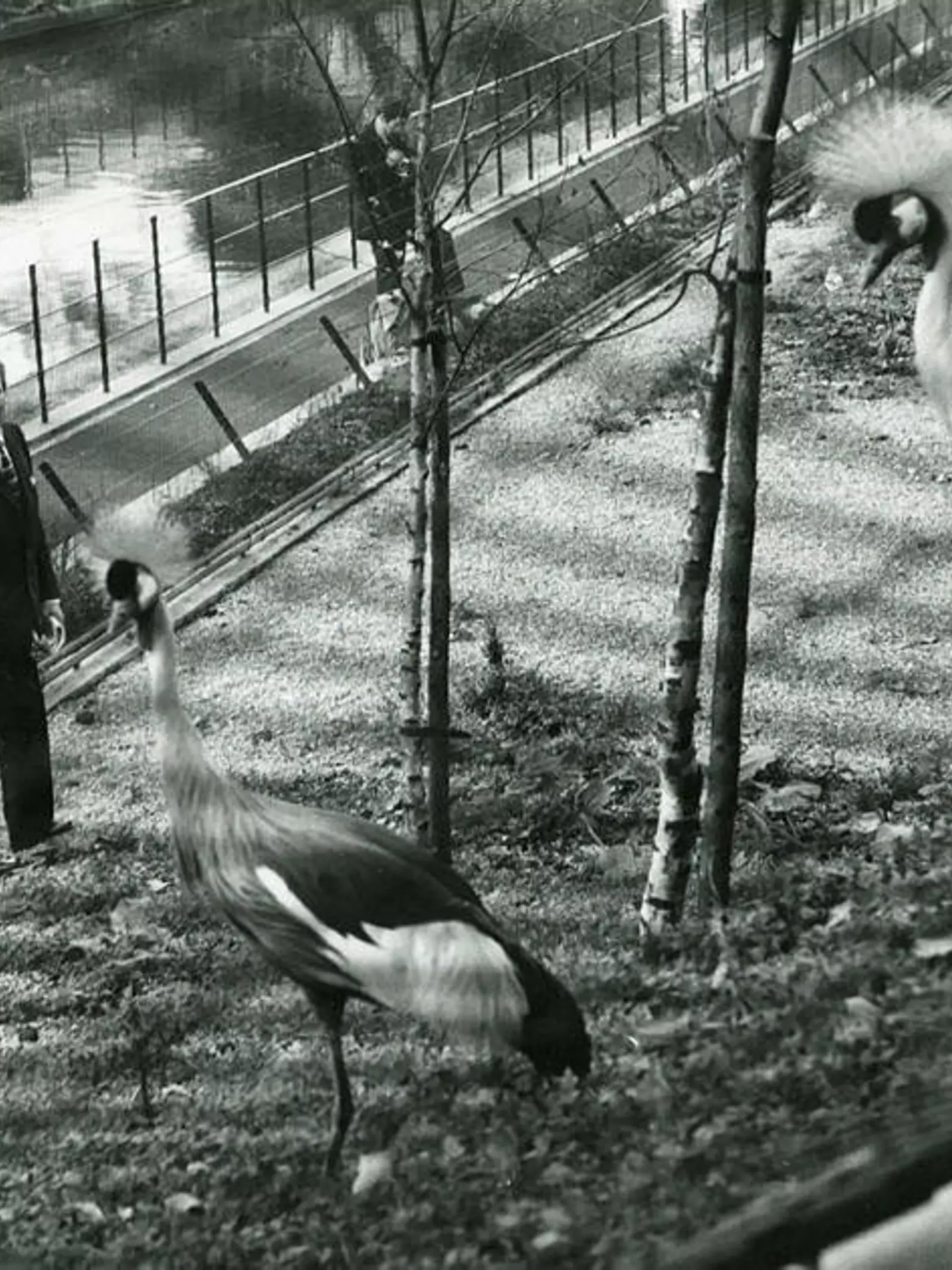 Lord Snowdon with Grey Crowned Cranes in the Snowdon Aviary on 27th May 1965. There is a photographer and four other people behind him on the bank of the Regent's Canal.