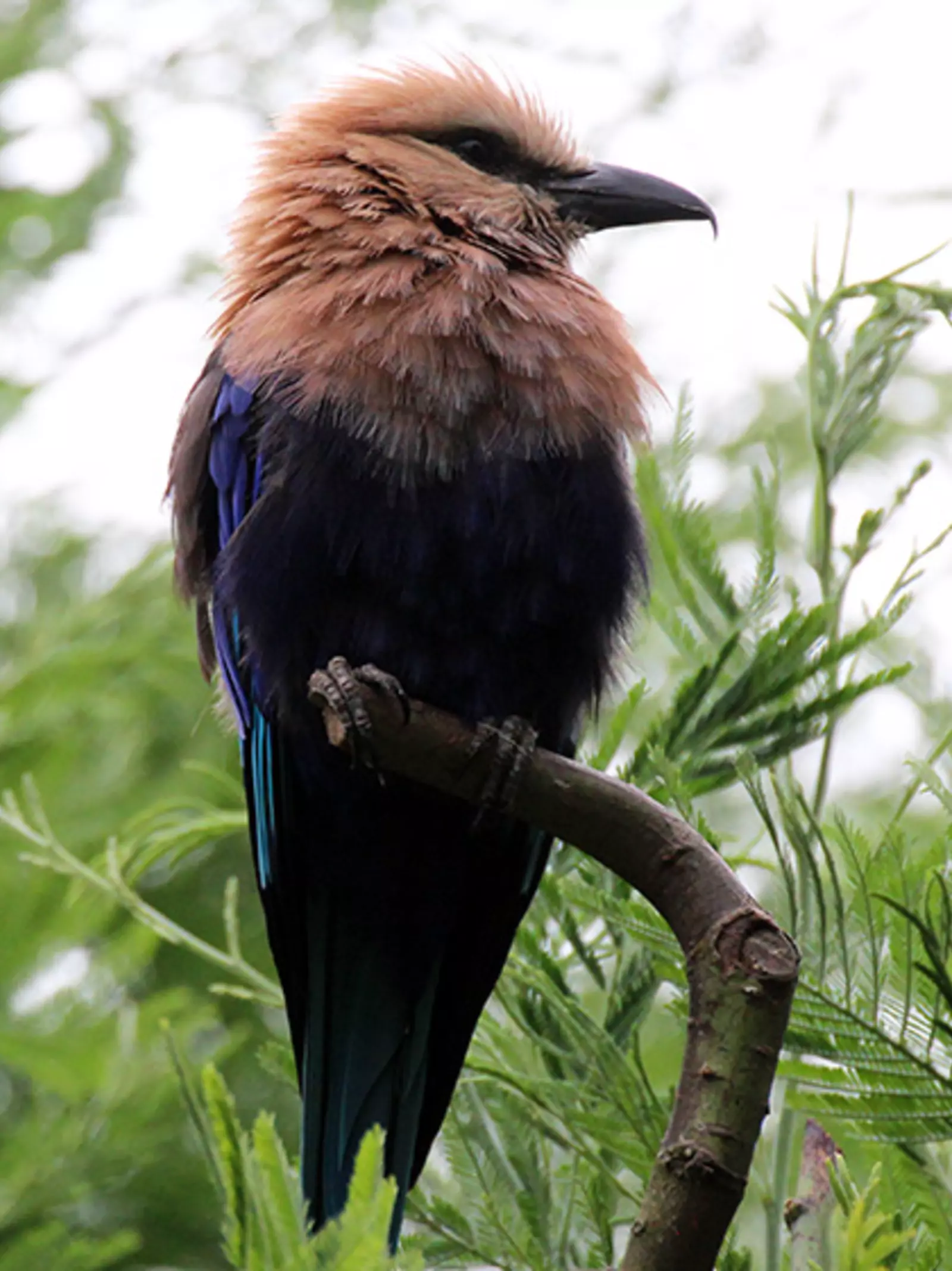 Blue bellied roller standing on a branch