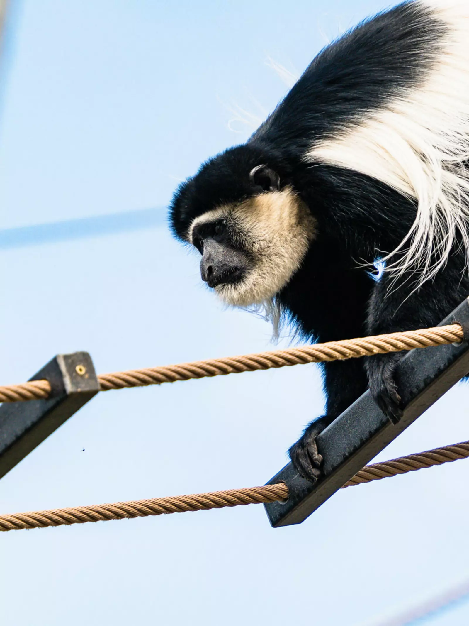 Colobus monkey walking across a rope ladder