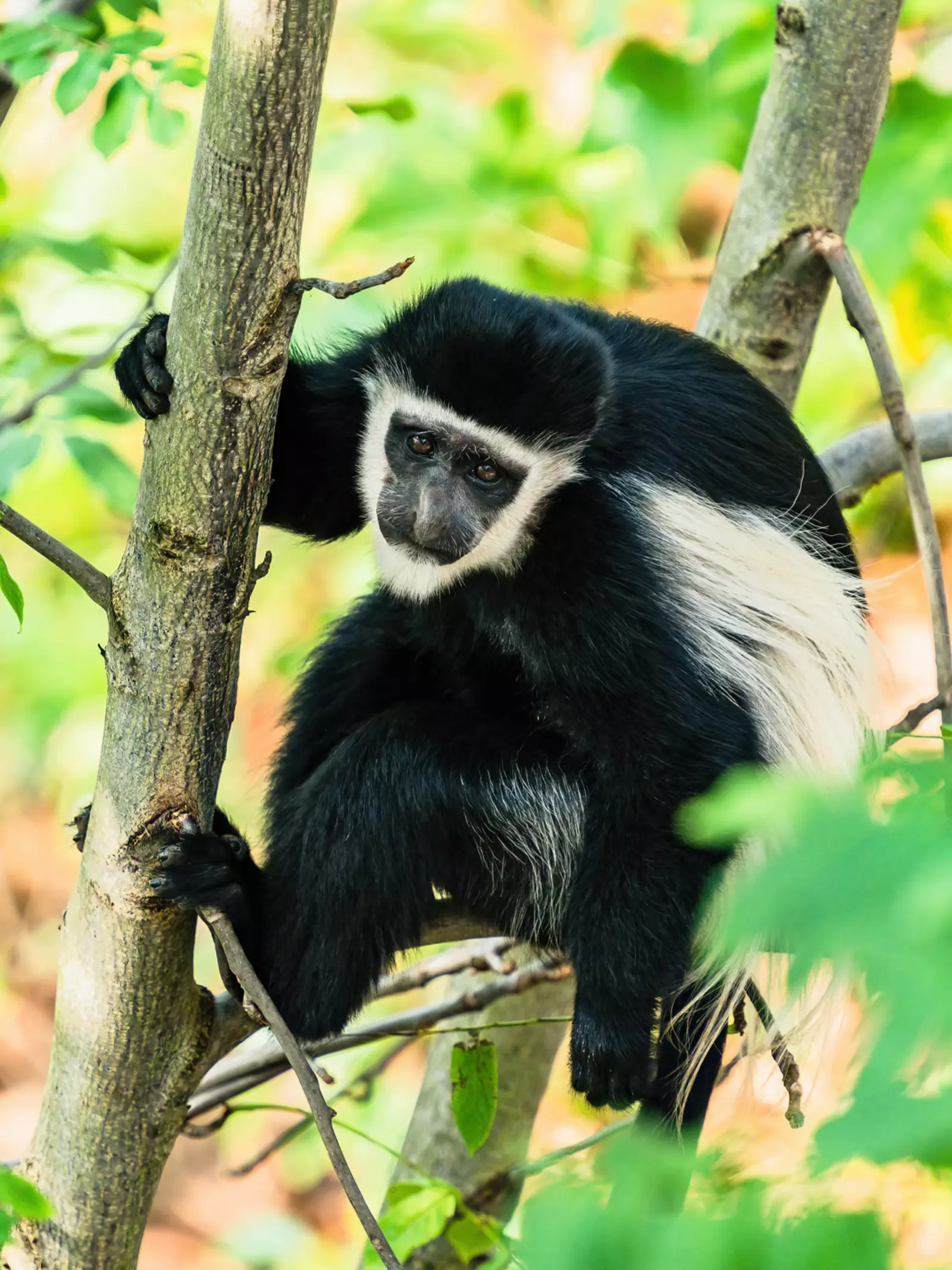 A colobus monkey holding onto a tree in Monkey Valley