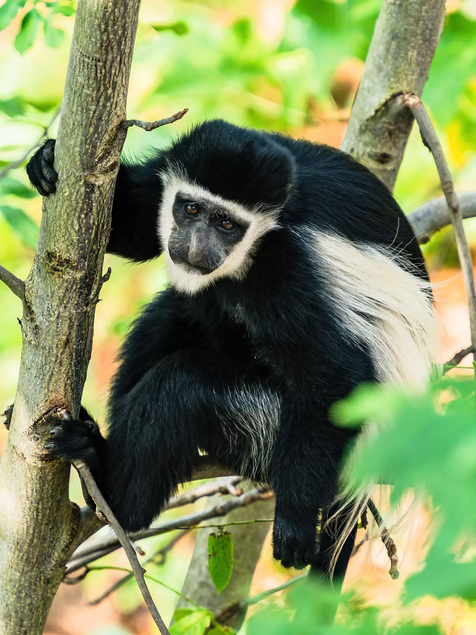 Eastern black-and-white colobus monkey in a tree at London Zoo