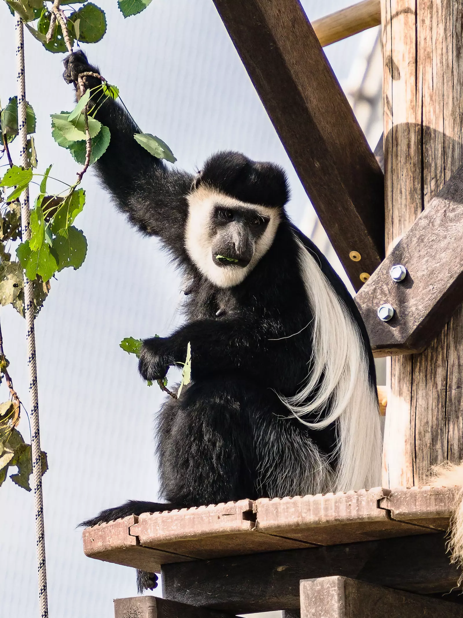 Eastern black-and-white colobus monkey sitting on a platform in Monkey Valley at London Zoo 