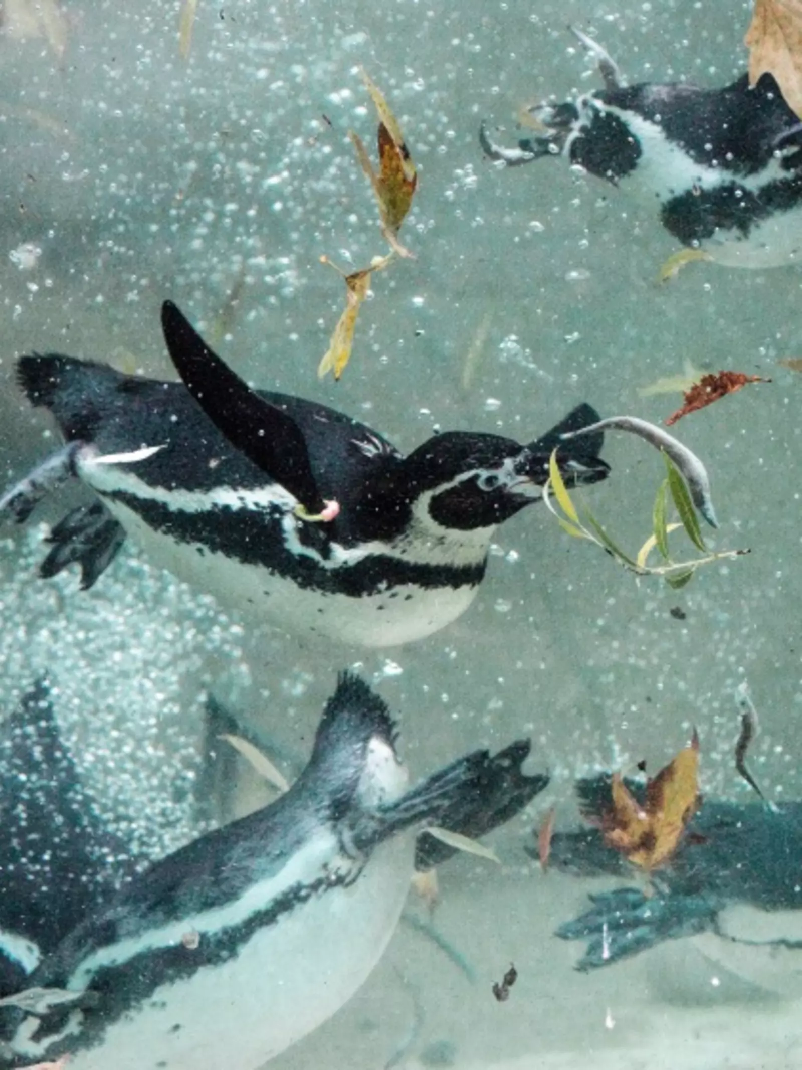 Humboldt penguins take an autumn swim London Zoo Penguin Beach