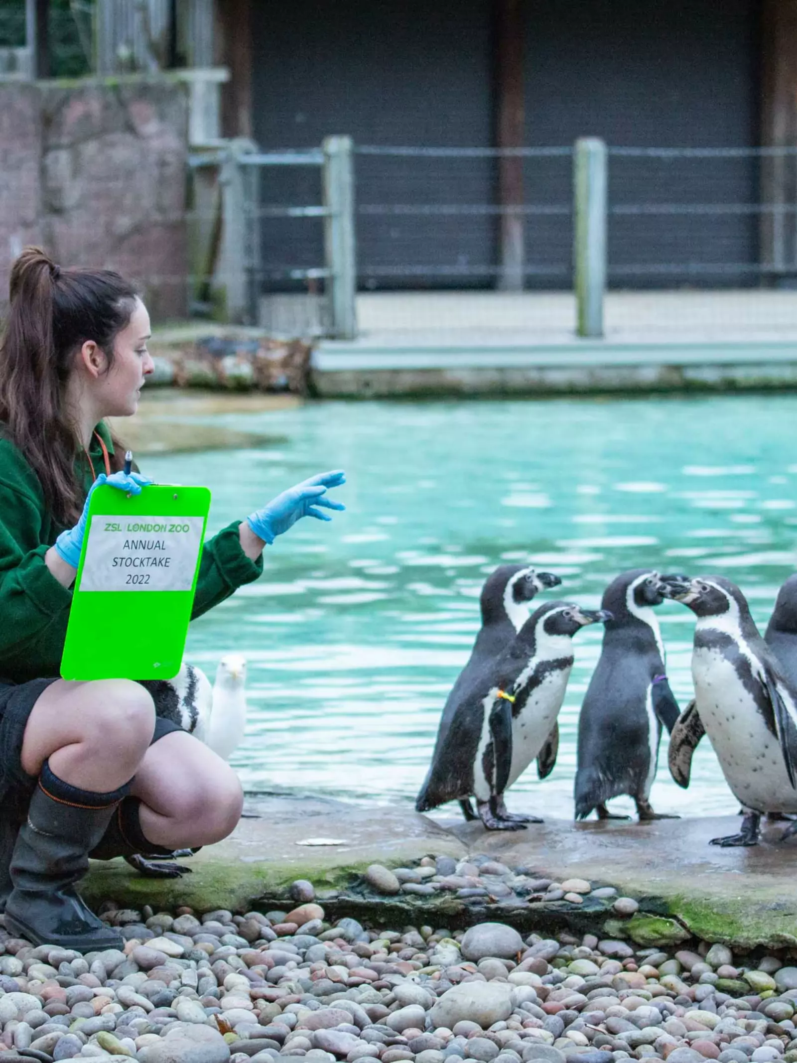 Keeper Hattie Sire counts the Humboldt penguins at the Annual Stocktake 2022