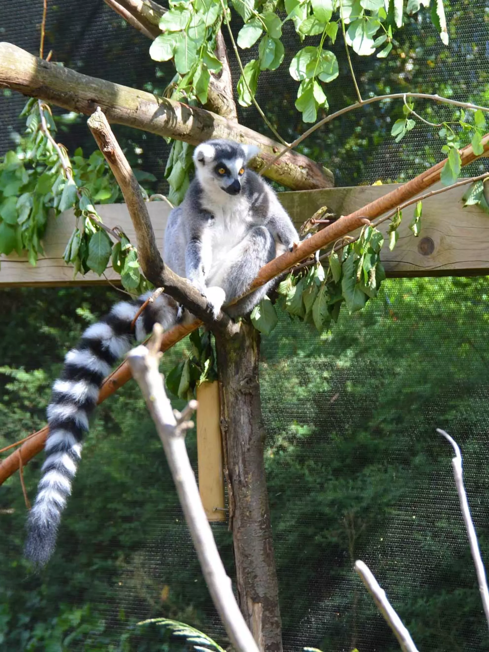 Lemur at London Zoo sitting on a branch