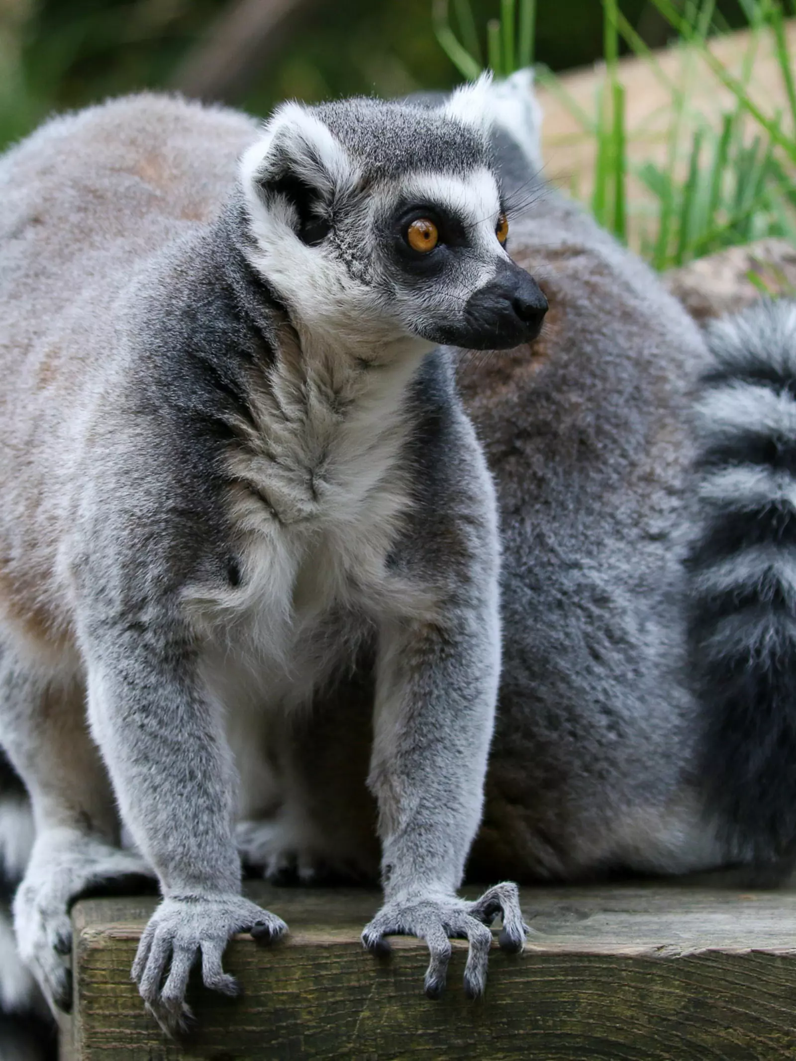 A ring-tailed lemur standing on all fours 
