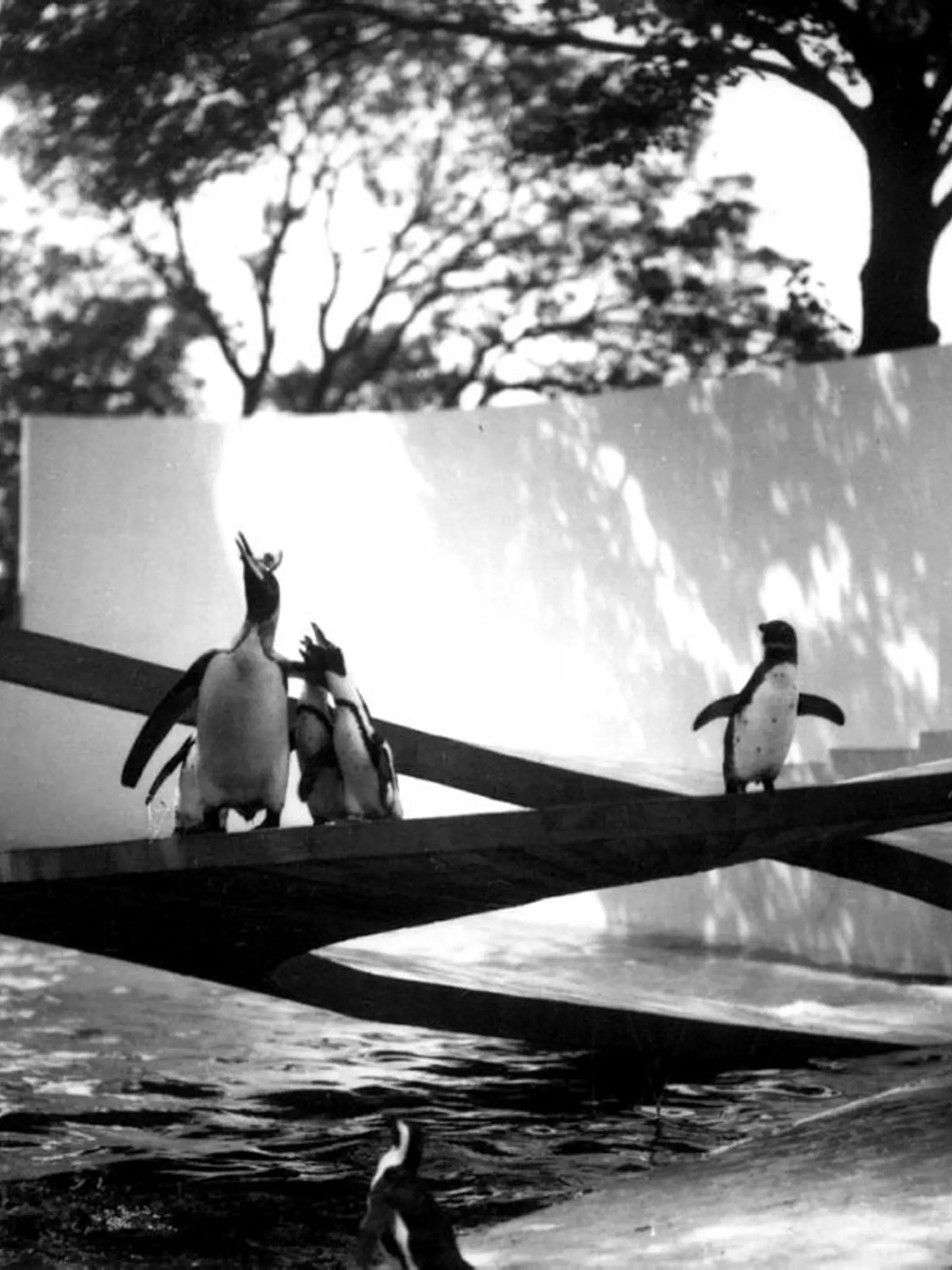 Penguins on ramp at Lubetkin penguin pool at London Zoo designed by Berthold Lubetkin