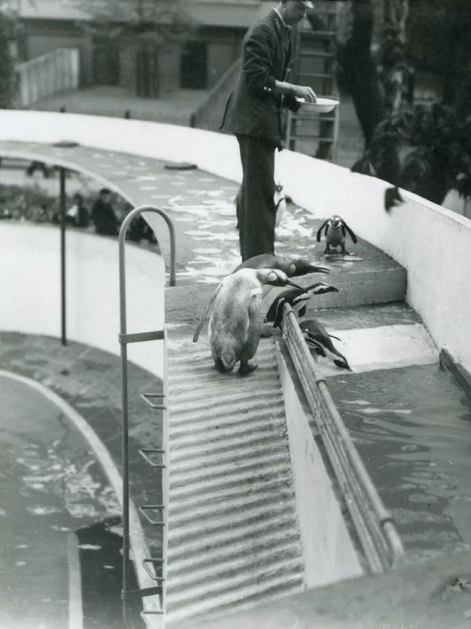 Penguins at top ramp with zookeeper at Lubetkin penguin pool at London Zoo designed by Berthold Lubetkin